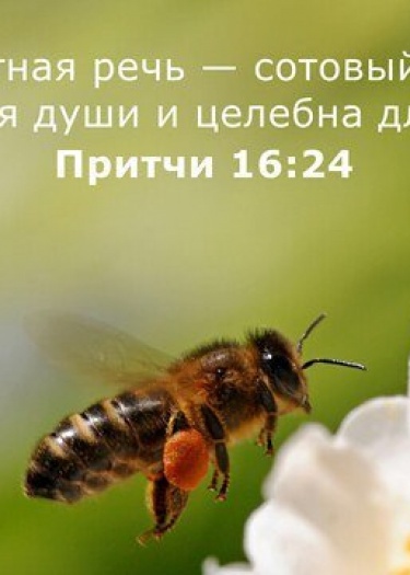Приятная речь - сотовый мед, сладка для души и целебна для костей.