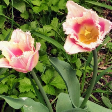 Пушистые тюльпаны