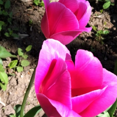 Краса тюльпанов