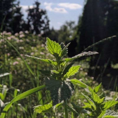 цветение сада