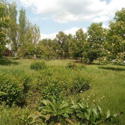 цветение сада