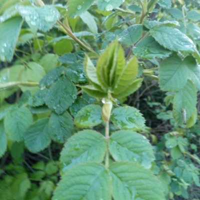 утренняя роса