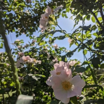 цветение сада