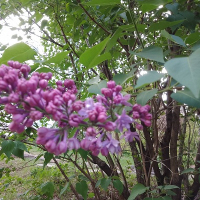 Городской транспорт
