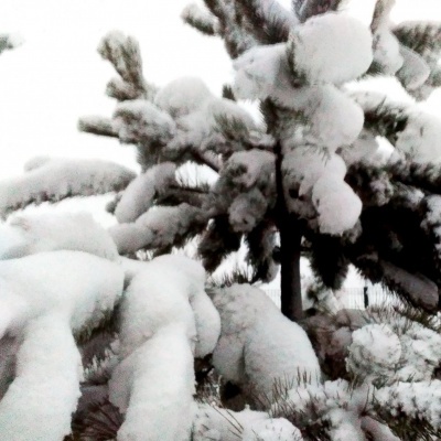 Снежные лапы сосен