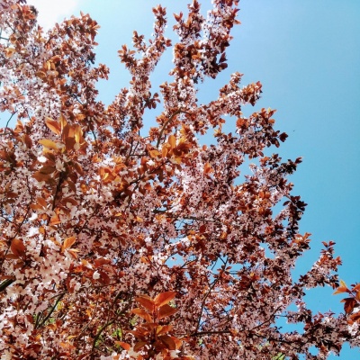 В небесном своде