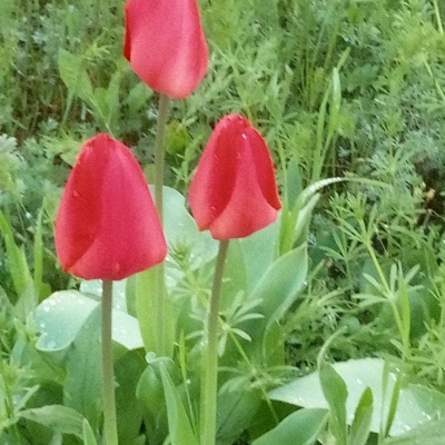 красные тюльпаны