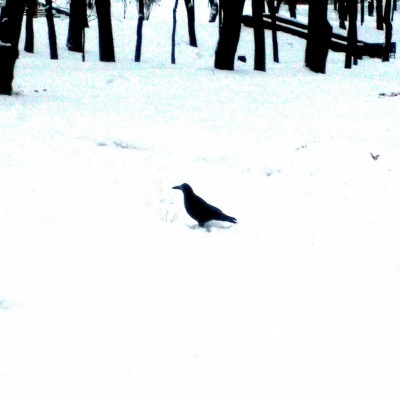 Галка на снегу
