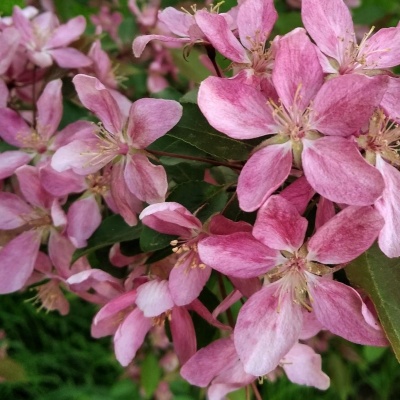 Весенние цветы