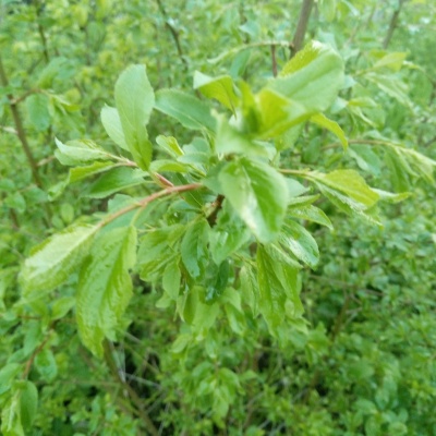 красота зелени