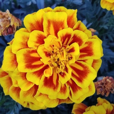 природа