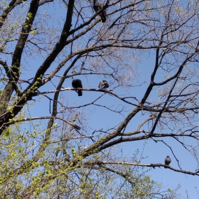 птицы на деревьях