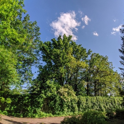 цветение сада