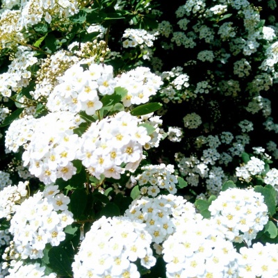 соцветие бутона