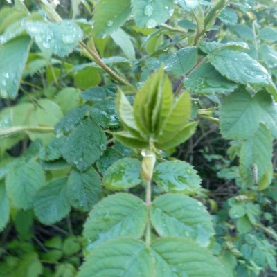 после дождя