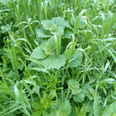 чудесная зелень