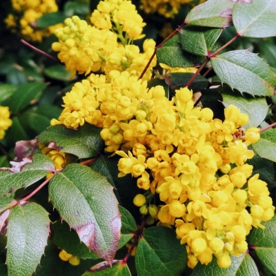 яркий желтый