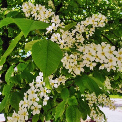 Многоцветие