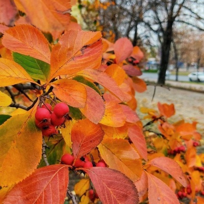 осенняя листва