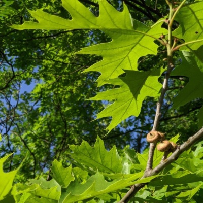 цветение сада