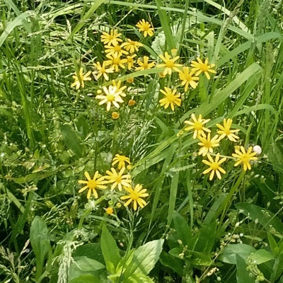 красота полевых цветов