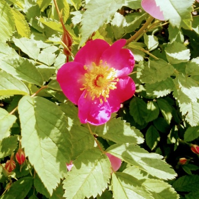 в солнечных лучах