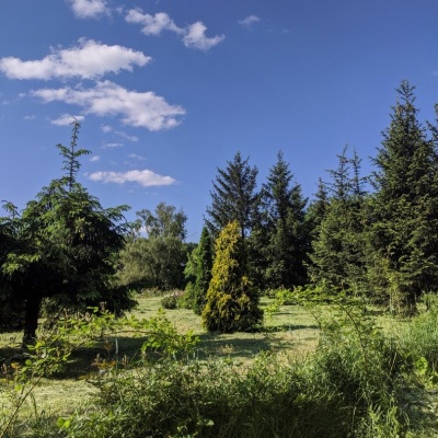 цветение сада