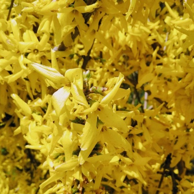 цвет солнца