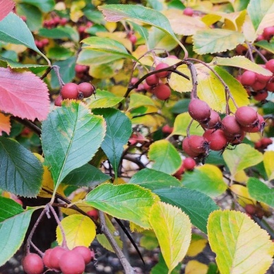 плоды плодные