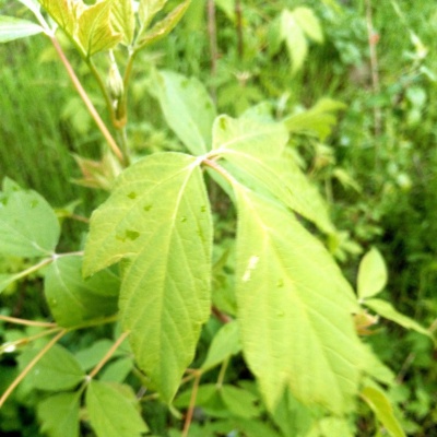 краса хлорофилла