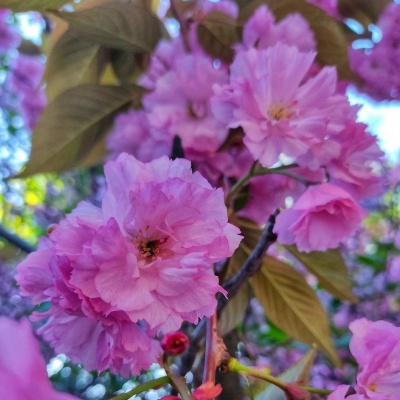 природа