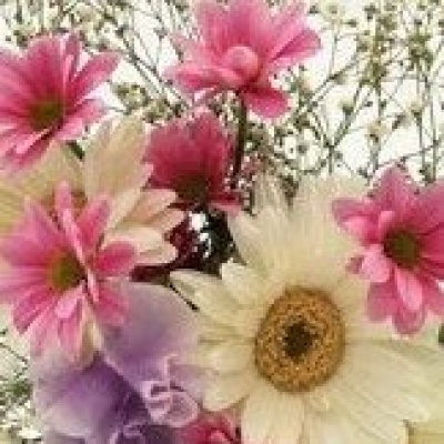 красота астр