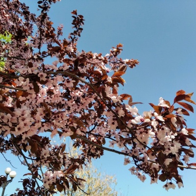 цветение сада