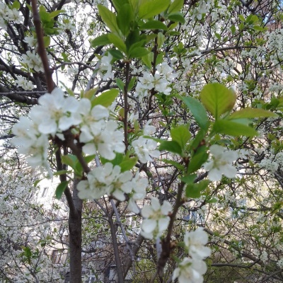 Городской транспорт