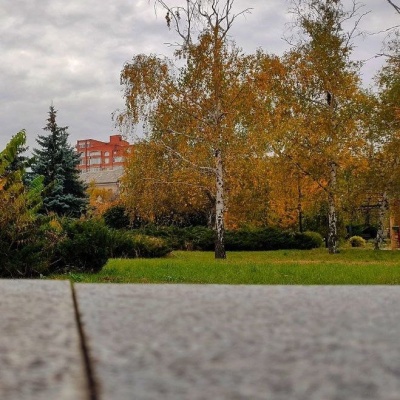 Березы осенью