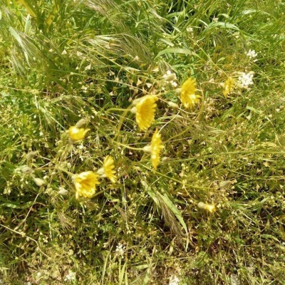 полевые цветы