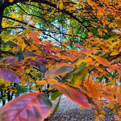 Все цвета радуги