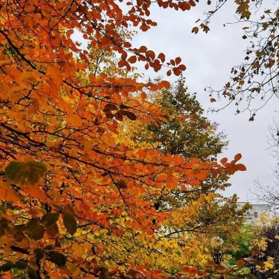 ярко-оранжевый