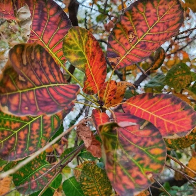 цвета осени